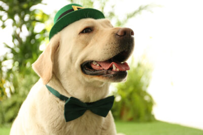 Dog with green bow tie and hat